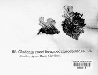 Cladonia coccifera image